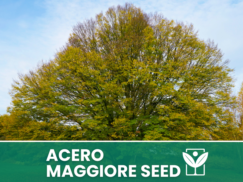 Acer Pseudoplatanus 10 semi (Acero Maggiore) - Semi Rari di Alta Qualità e germinabilità