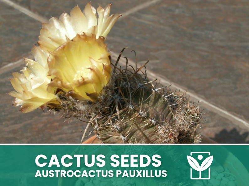 Austrocactus Pauxillus – 10 Semi – Cactus Seeds, Pianta Succulenta, Cactaceae, Fiore, Alta Germinabilità - Botanis - Vendita semi online di piante rare