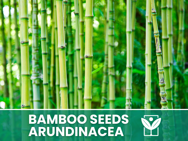 10 seeds Bambu' ARUNDINACEA bamboo Seeds - rare seeds - high quality selected seeds