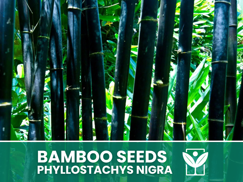 Bambù Nero – 10 Semi – Black Bamboo Phyllostachys Nigra Seeds, Raro, Ornamentale, Alta Germinabilità, Non-GMO - Botanis - Vendita semi online di piante rare