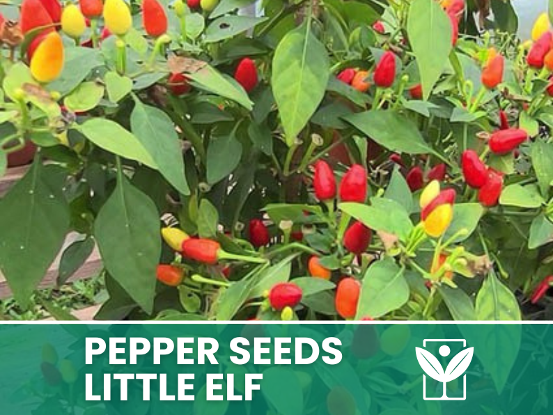 Peperoncino Little Elf – 50 Semi – Little Elf Pepper Seeds, Raro, Alta Qualità, Ornamentale, Facile da Coltivare, Alta Germinabilità, Non-GMO - Botanis - Vendita semi online di piante rare