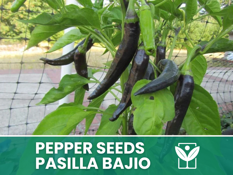 Peperoncino Pasilla Bajio – 50 Semi – Pasilla Bajio Pepper Seeds, Selezionati, Alta Qualità, Facile da Coltivare, Alta Germinabilità, Non-GMO