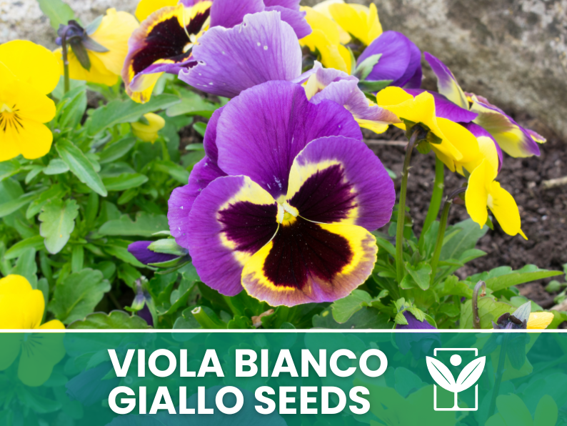 Viola Cornuta White-Yellow-Purple 30 seeds – High Germination Premium Ornamental Flower Seeds