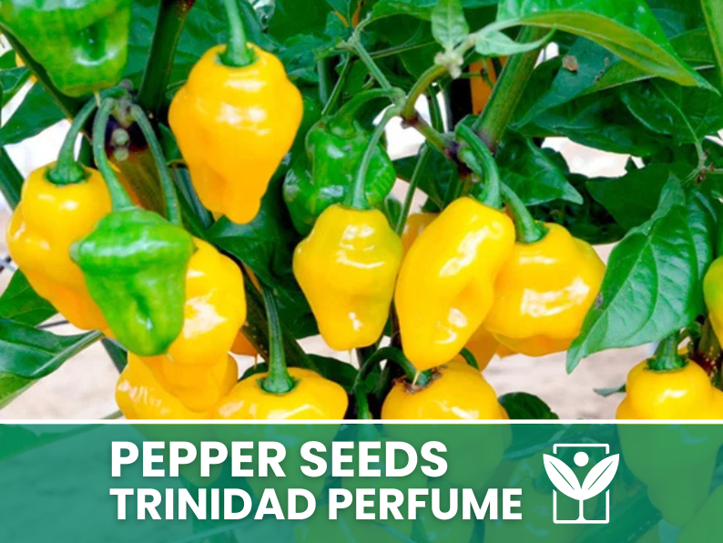 Peperoncino Trinidad Perfume – 50 Semi – Trinidad Perfume Pepper Seeds, Raro, Alta Qualità, Ornamentale, Facile da Coltivare, Alta Germinabilità, Non-GMO - Botanis - Vendita semi online di piante rare