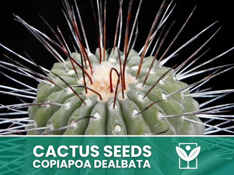 Copiapoa Dealbata – 10 Semi – Cactus Seeds, Pianta Succulenta, Cactaceae, Fiore, Alta Germinabilità - Botanis - Vendita semi online di piante rare