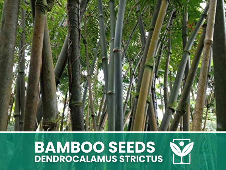 10 SEEDS selected BAMBOO Dendrocalamus Strictus"Giant Bamboo - rare seeds - high quality selected seeds