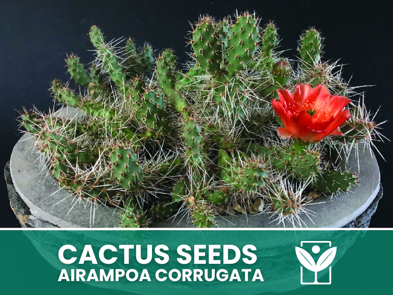 Airampoa Corrugata – 10 Semi – Cactus Seeds, Pianta Succulenta, Cactaceae, Fiore, Alta Germinabilità - Botanis - Vendita semi online di piante rare