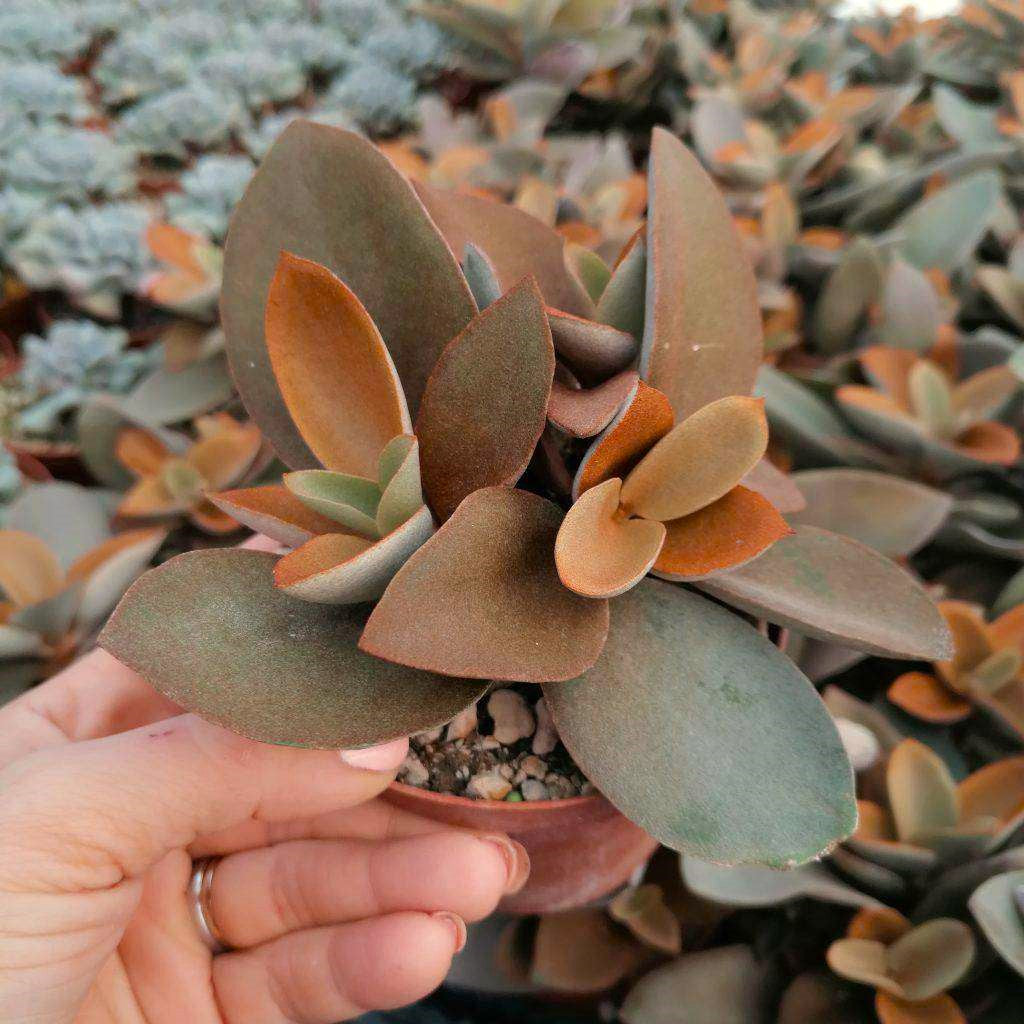 Kalanchoe orgyalis - 10 Semi – Alta Germinabilità, Varietà Selezionata, Non-GMO