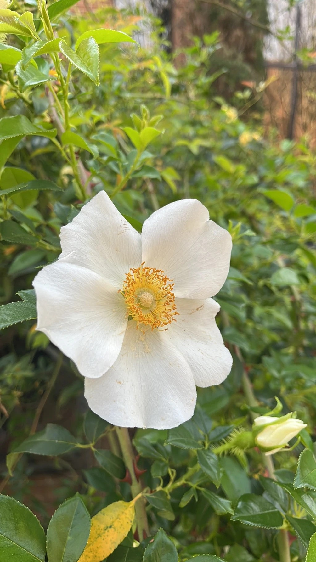 Rosa Mosquera – 10 Semi, Sempreverde, Fiori Bianchi, Facile da Coltivare, Alta Germinabilità, Non-GMO