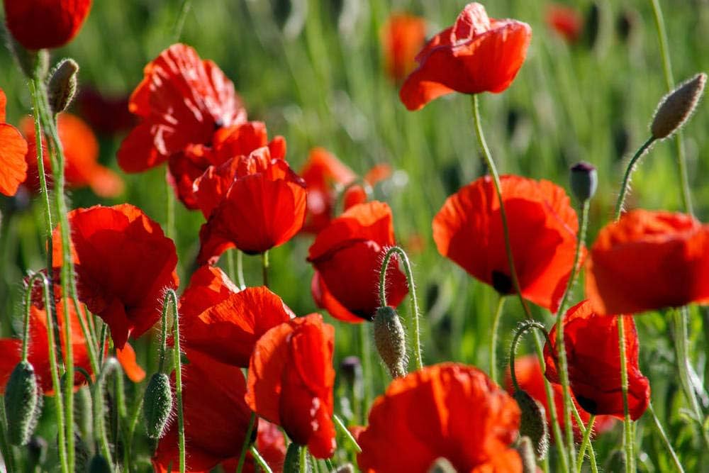 Papavero Comune – 10 Semi, Fiori Rossi, Campo, Prato, Facile da Coltivare, Alta Germinabilità, Non-GMO