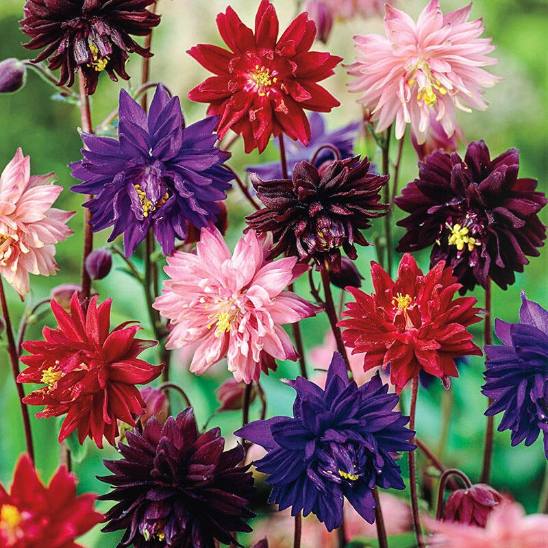 Aquilegia Barlow Mix – 30 Semi, Mix Senza Sperone, Doppia, Reciso, Facile da Coltivare, Alta Germinabilità, Non-GMO