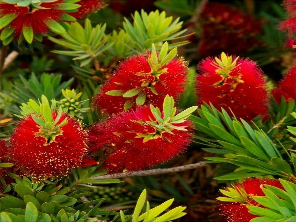 Callistemon citrinus – 10 Semi, Aroma Limone, Rosso Acceso, Giardino, Facile da Coltivare, Alta Germinabilità, Non-GMO