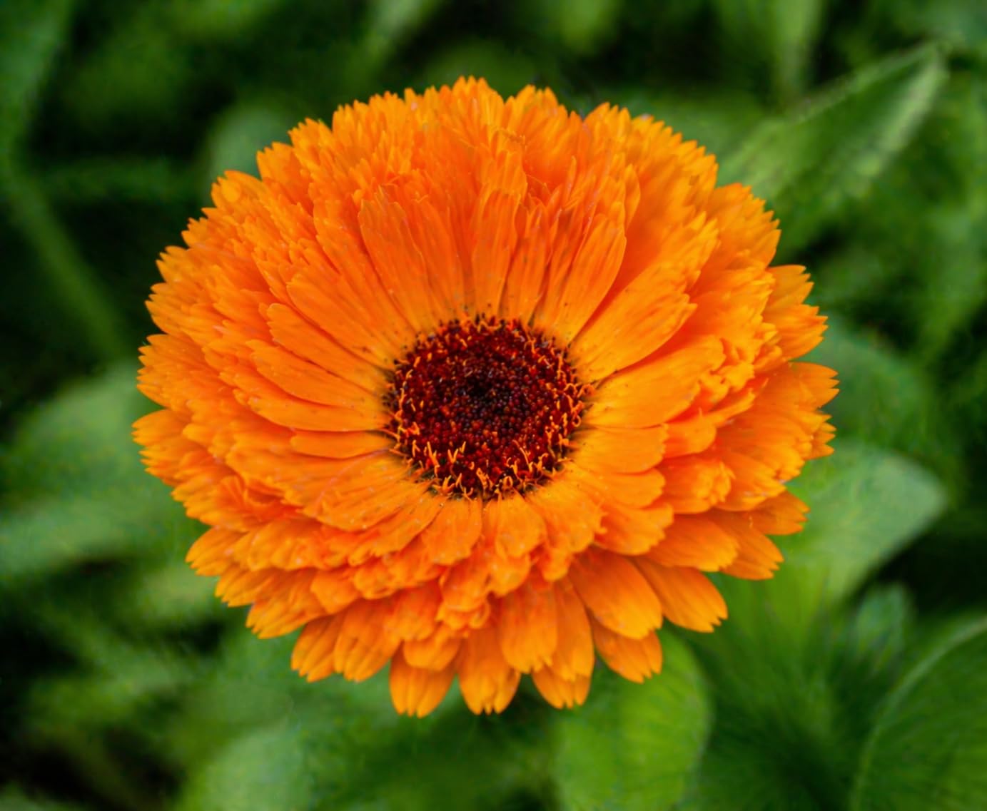 Calendula – 10 Semi, Fiori Arancio, Officinale, Orto, Facile da Coltivare, Alta Germinabilità, Non-GMO
