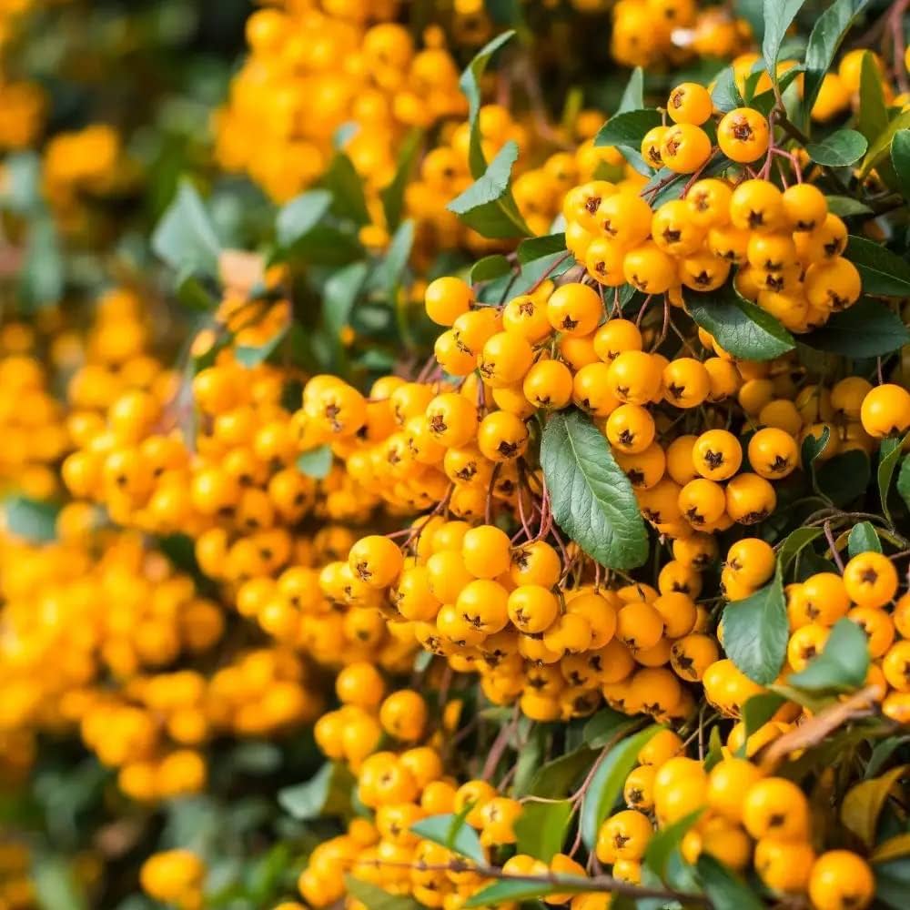 Piracanta Gialla – 10 Semi, Bacche, Siepe Spinosa, Facile da Coltivare, Alta Germinabilità, Non-GMO