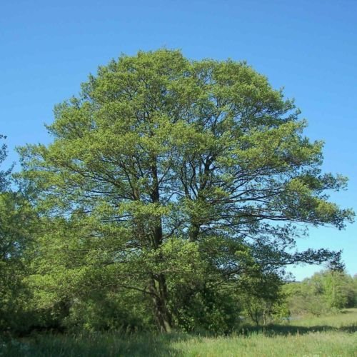 Ontano Nero – 10 Semi, Zone Umide, Robusto, Giardino, Facile da Coltivare, Alta Germinabilità, Non-GMO