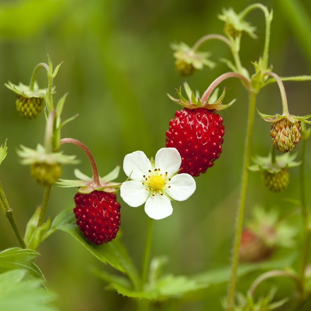 10 seeds of STRAWBERRY FRAGARIA VESCA - wild strawberry - high quality selected seeds - top tropical plant