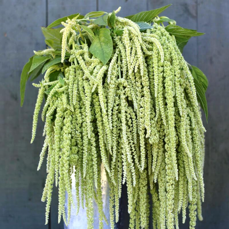 Amaranto Magic Cascade – 30 Semi, Mix Forme, Ricadente, Giardino, Facile da Coltivare, Alta Germinabilità, Non-GMO