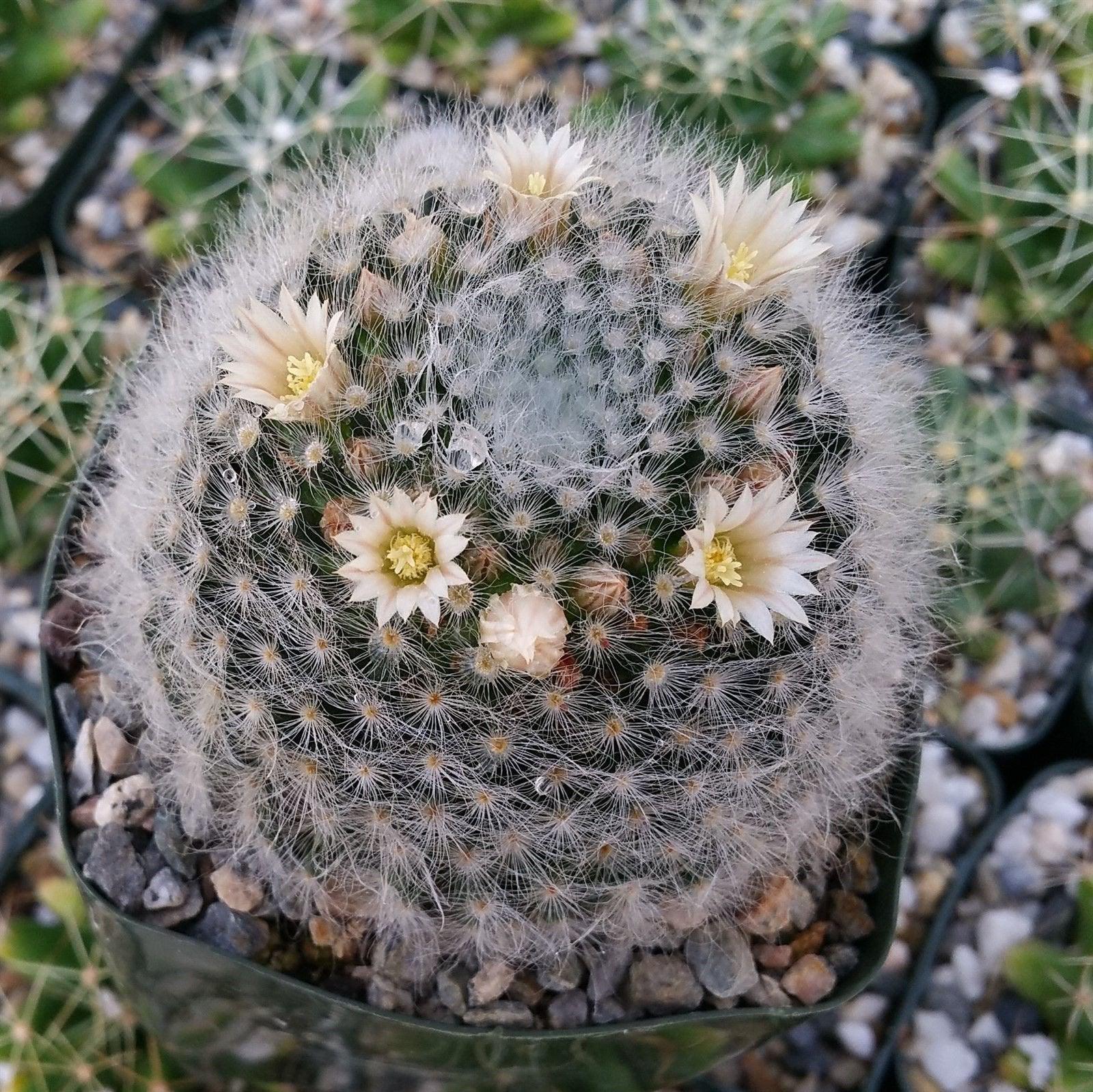 Mammillaria albicoma - 10 Semi – Alta Germinabilità, Varietà Selezionata, Non-GMO
