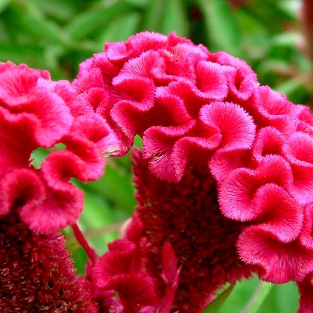 Celosia Cresta di Gallo Nana Mix – 10 Semi, Fiori Vellutati, Forma Curiosa, Aiuole, Facile da Coltivare, Alta Germinabilità, Non-GMO