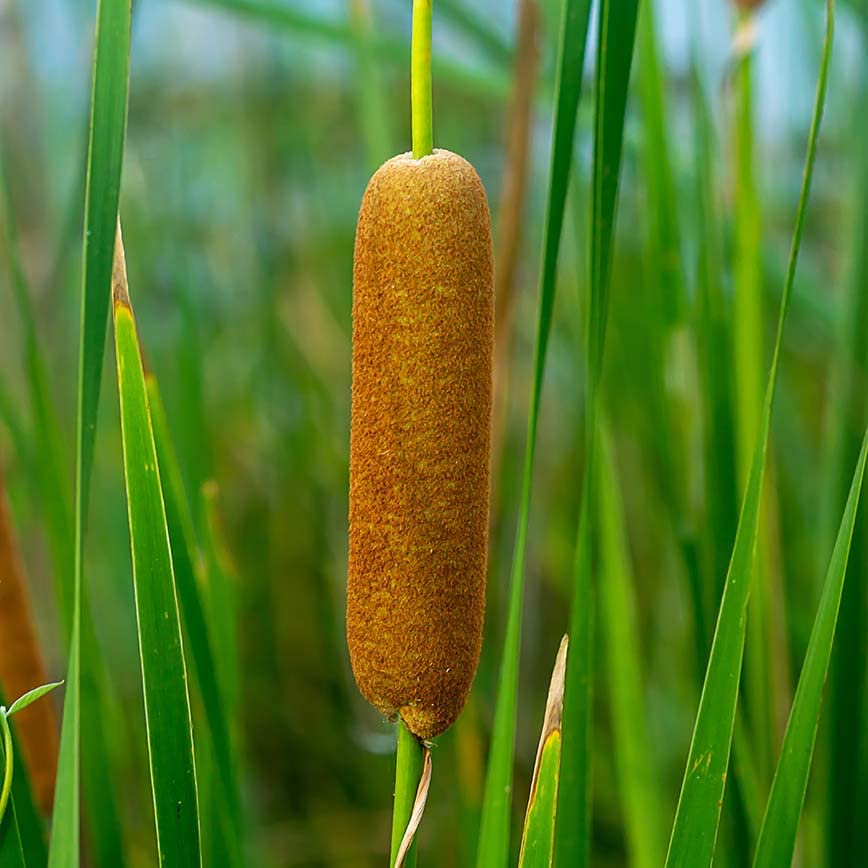 Mazzasorda – 10 Semi, Zone Umide, Laghetto, Esterno, Facile da Coltivare, Alta Germinabilità, Non-GMO