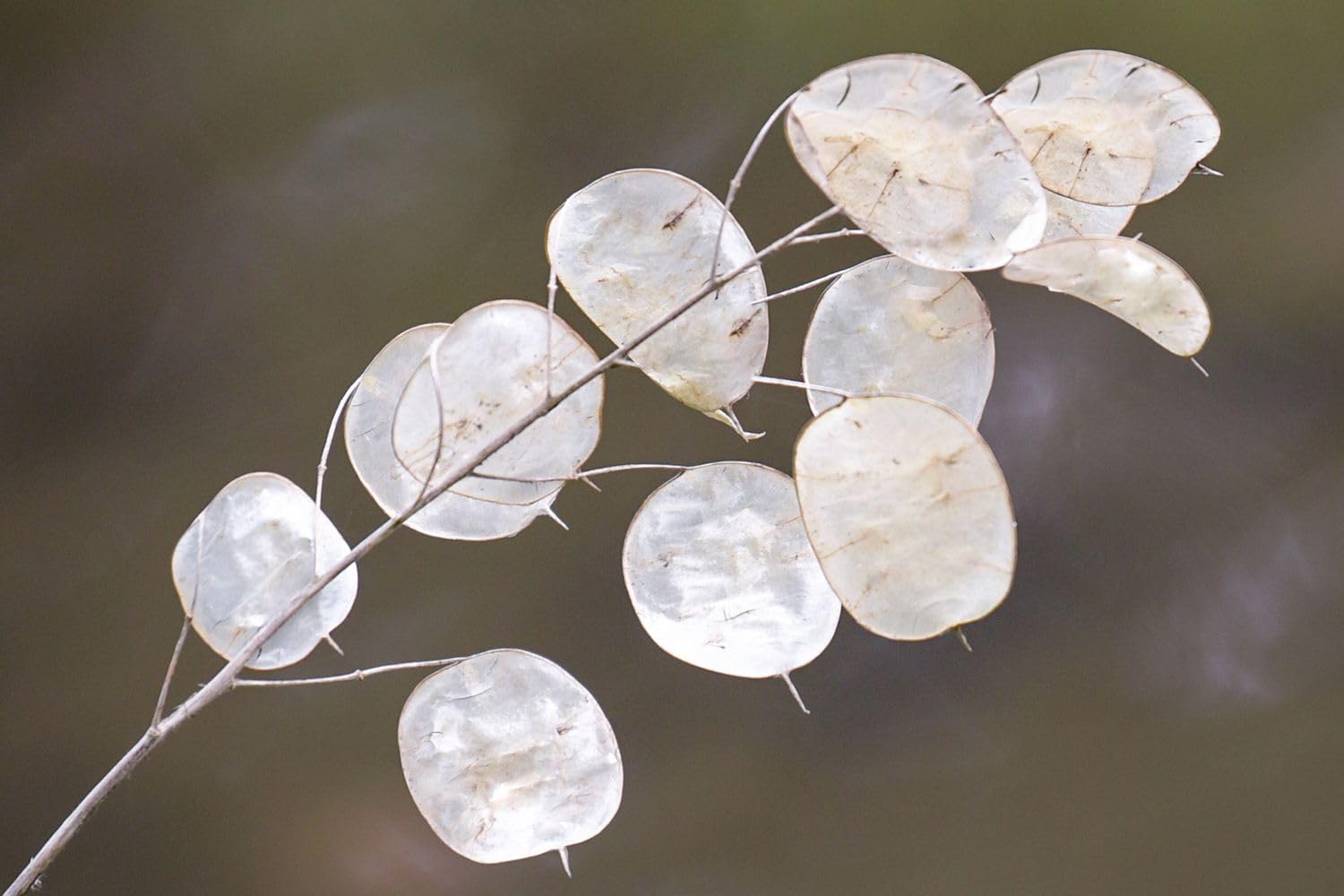 Lunaria – 10 Semi, Monete del Papa, Dischi d'Argento Decorativi, Tradizionale, Facile da Coltivare, Alta Germinabilità, Non-GMO