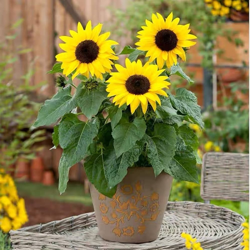 Dwarf Sunflower – 10 Seeds, Low Variety, Ideal for Small Gardens, Very Cheerful, Easy to Grow, High Germinability, Non-GMO