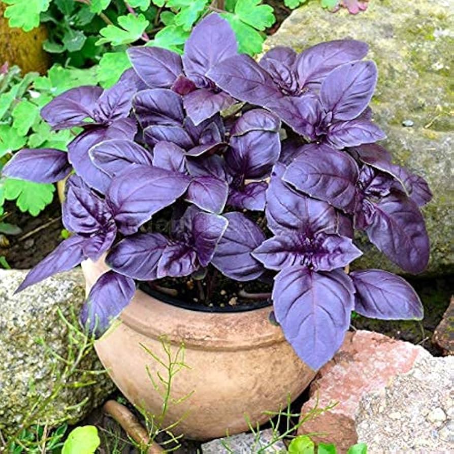 Basilico Viola – 10 Semi, Foglie Scure, Decorativo, Orto, Facile da Coltivare, Alta Germinabilità, Non-GMO
