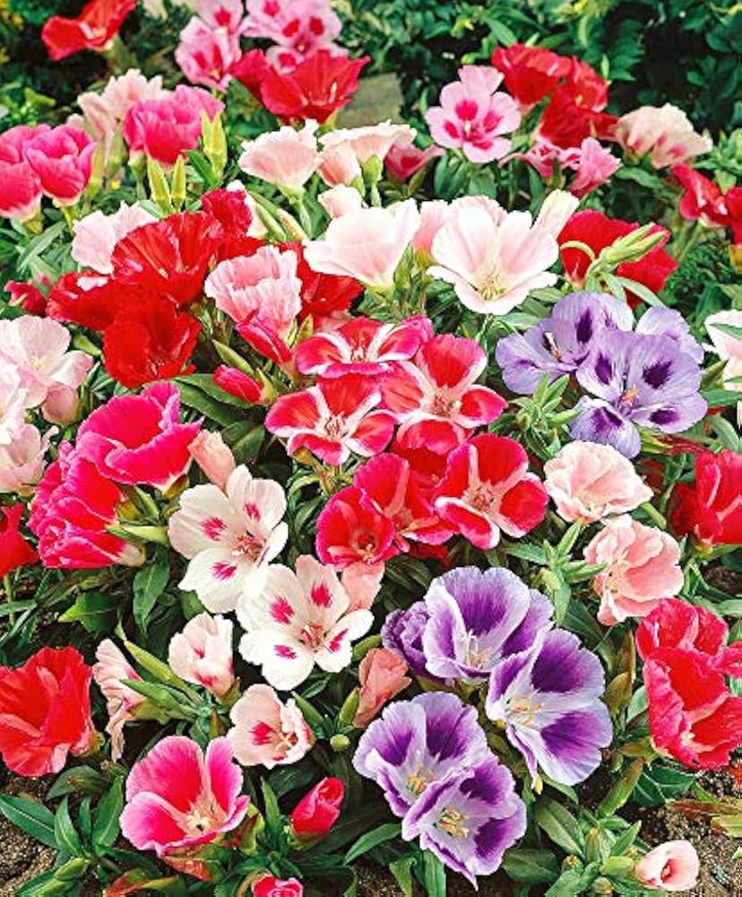 Godezia Mix – 10 Seeds, Satin Flowers, Pastel Colors, Bright Blooms, Easy to Grow, High Germination, Non-GMO