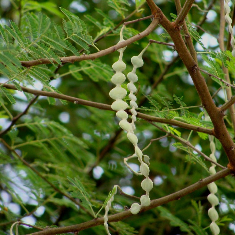 Acacia Nilotica – 10 Semi – Seme Bonsai, Acacia dei Faraoni, Albero Ornamentale, Fiori Gialli Profumati, Ideale per Progetti Bonsai