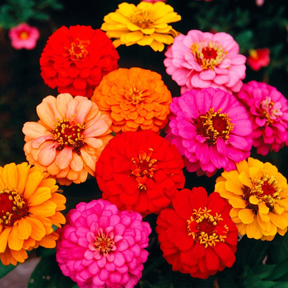 Zinnia Lilliput Nana Mix – 10 Semi, Portamento Basso, Ideale per Vasi, Colori Allegri, Facile da Coltivare, Alta Germinabilità, Non-GMO