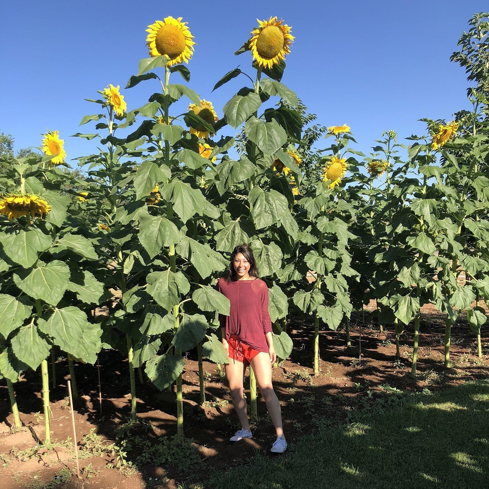 Girasole Gigante Titan – 10 Semi Rari – Fino a 4 Metri, Fiori Gialli, Alta Qualità, Ideale per Giardino, Non-GMO - Botanis - Vendita semi online di piante rare