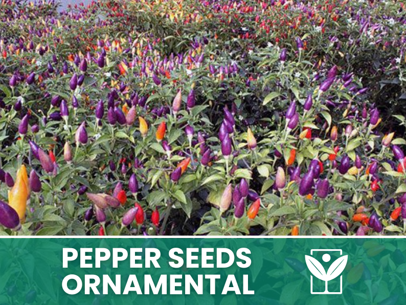 Peperoncino Ornamentale – 50 Semi – Giant Ornamental Pepper Seeds, Selezionati, Alta Germinabilità, Non-GMO - Botanis - Vendita semi online di piante rare