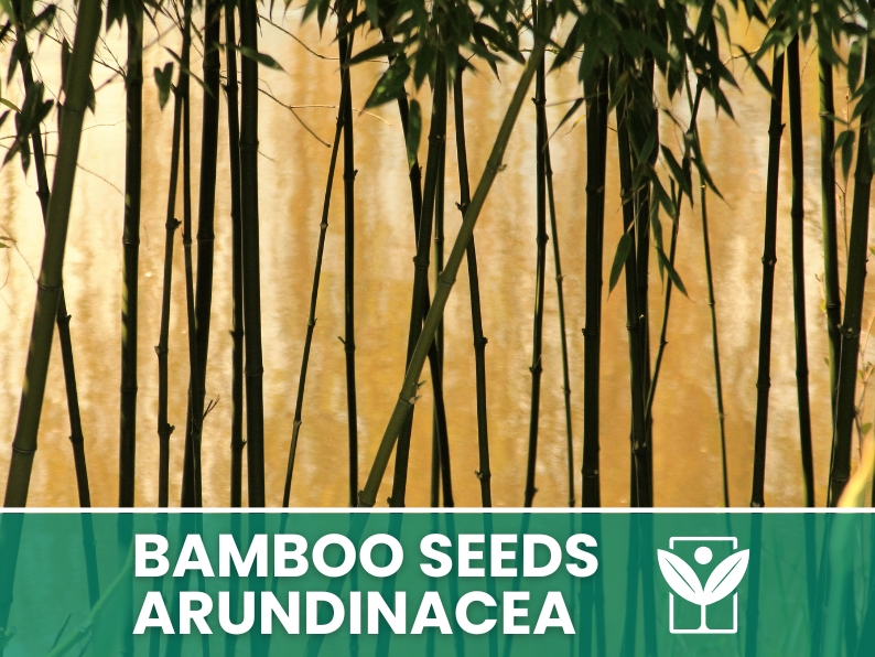 10 seeds Bambu' ARUNDINACEA bamboo Seeds - rare seeds - high quality selected seeds