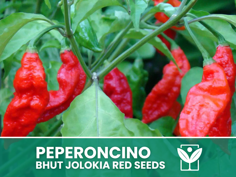 Peperoncino Bhut Jolokia Red – 50 Semi – Bhut Jolokia Red Pepper Seeds, Raro, Alta Qualità, Facile da Coltivare, Alta Germinabilità, Non-GMO