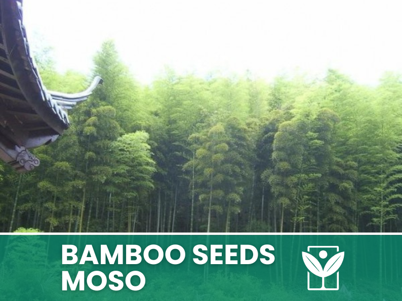 Bambù Moso – 10 Semi – Moso Bamboo Phyllostachys Pubescens Seeds, Gigante, Edile, Alta Germinabilità, Non-GMO