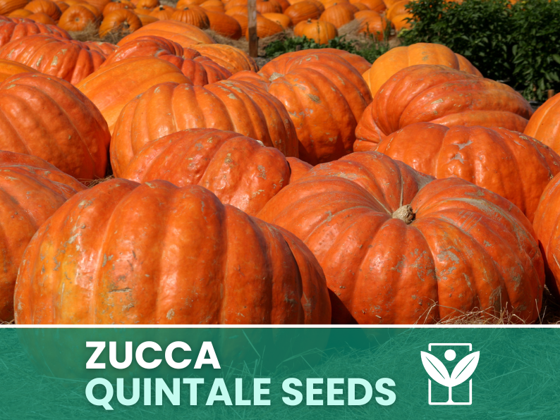 Zucca Gigante Quintale – 30 Semi – Heirloom Pumpkin Seeds, Taglia XXL, Orto, Polpa Arancione, Facile da Coltivare, Non-GMO, Alta Germinabilità - Botanis - Vendita semi online di piante rare