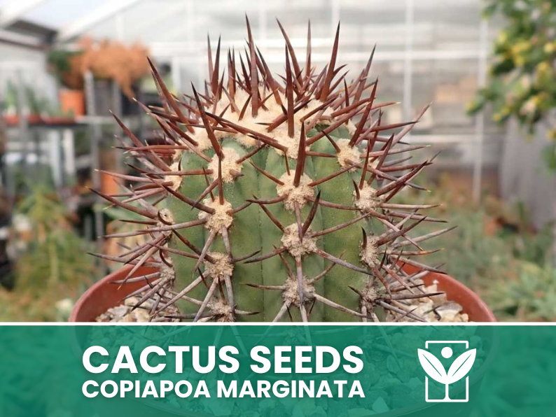 Copiapoa Marginata – 10 Semi – Cactus Seeds, Pianta Succulenta, Cactaceae, Fiore, Alta Germinabilità - Botanis - Vendita semi online di piante rare