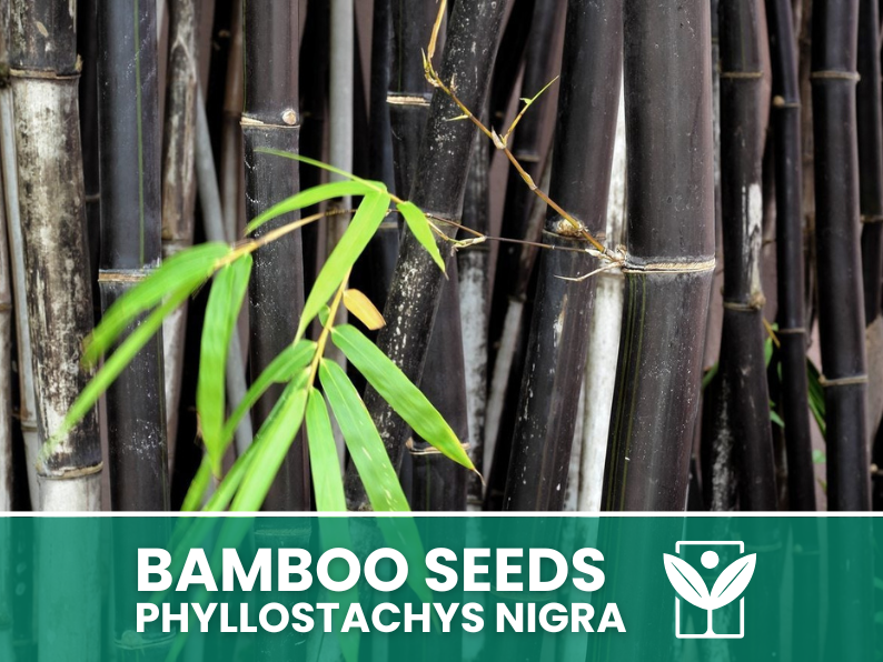 Bambù Nero – 10 Semi – Black Bamboo Phyllostachys Nigra Seeds, Raro, Ornamentale, Alta Germinabilità, Non-GMO - Botanis - Vendita semi online di piante rare
