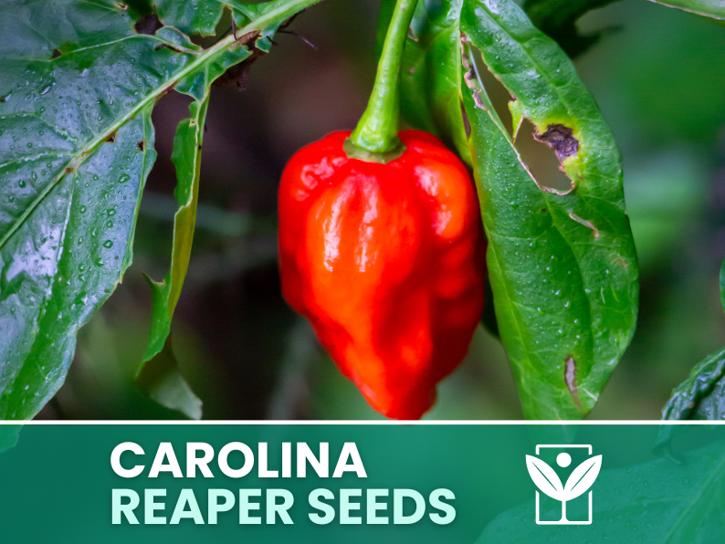 Carolina Reaper Red Pepper – 50 Seeds – Carolina Reaper Red Pepper Seeds, Rare, Ornamental, Premium Quality, Hand Selected, Non-GMO