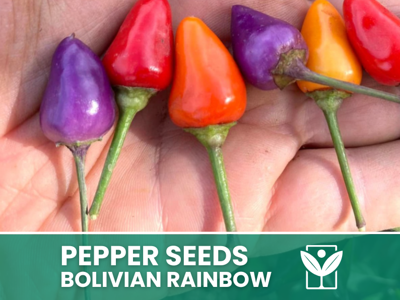 Peperoncino Bolivian Rainbow – 50 Semi – Bolivian Rainbow Pepper Seeds, Raro, Alta Qualità, Ornamentale, Facile da Coltivare, Alta Germinabilità, Non-GMO - Botanis - Vendita semi online di piante rare