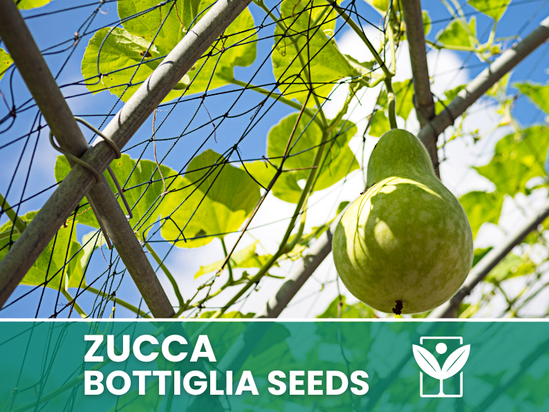 HORTUS Seeds of PUMPKIN bottle - GIANT - Selected - Hortus Seeds - High Germinability - Rare Seeds