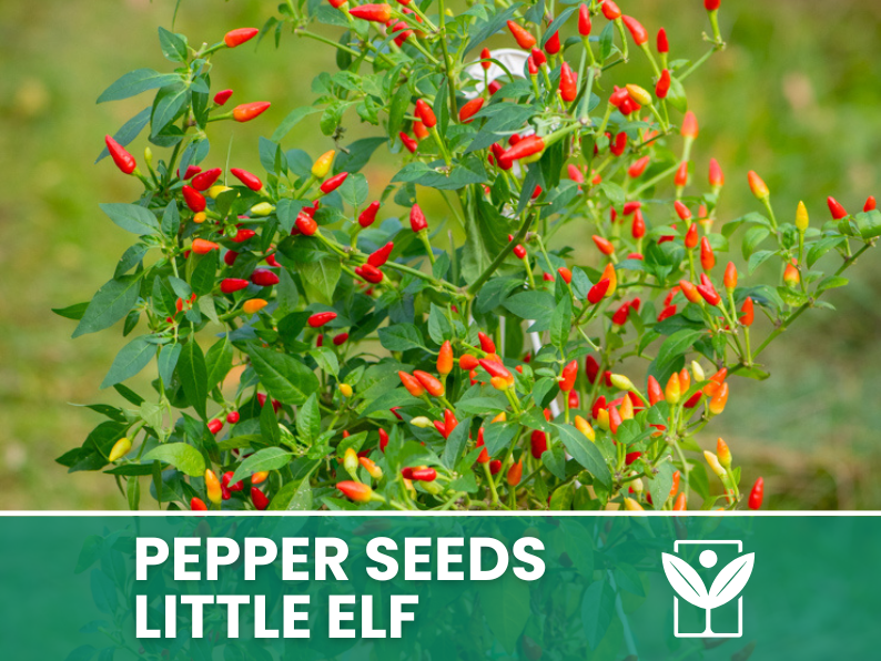 Peperoncino Little Elf – 50 Semi – Little Elf Pepper Seeds, Raro, Alta Qualità, Ornamentale, Facile da Coltivare, Alta Germinabilità, Non-GMO - Botanis - Vendita semi online di piante rare