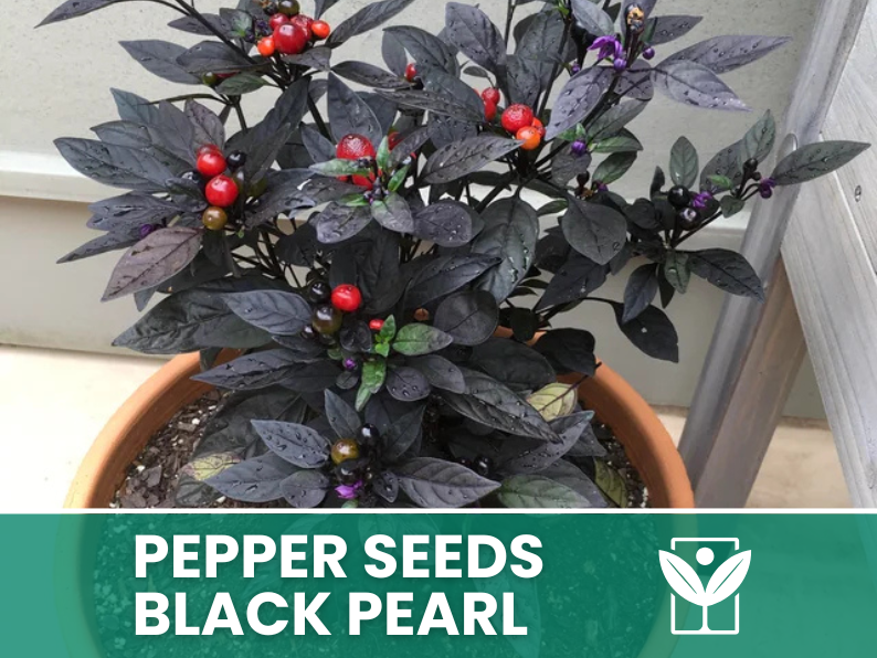 Incontra Il Peperoncino Perla Nera, Una Pianta Preziosa - Foto 13