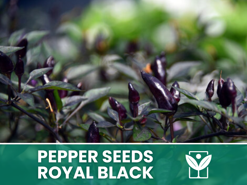 Peperoncino Royal Black – 50 Semi – Royal Black Pepper Seeds, Raro, Ornamentale, Facile da Coltivare, Alta Germinabilità, Non-GMO
