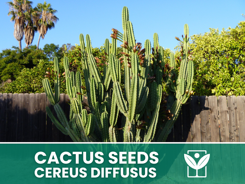 Cereus Diffusus – 10 Semi – Cactus Seeds, Pianta Succulenta, Cactaceae, Fiore, Alta Germinabilità - Botanis - Vendita semi online di piante rare