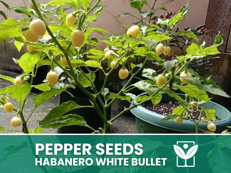 Peperoncino Habanero White Bullet – 50 Semi – Habanero White Bullet Pepper Seeds, Raro, Alta Qualità, Facile da Coltivare, Alta Germinabilità, Non-GMO