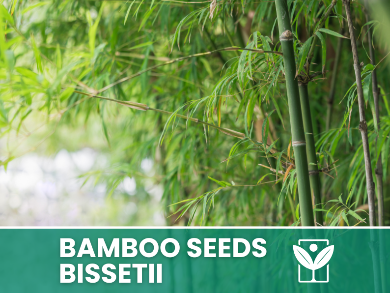 Bambù Bissetii – 10 Semi – Bissetii Bamboo Seeds, Raro, Resistente, Alta Germinabilità, Non-GMO - Botanis - Vendita semi online di piante rare