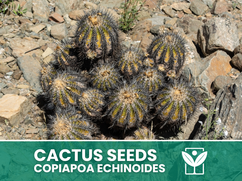 Copiapoa Echinoides – 10 Semi – Cactus Seeds, Pianta Succulenta, Cactaceae, Fiore, Alta Germinabilità - Botanis - Vendita semi online di piante rare