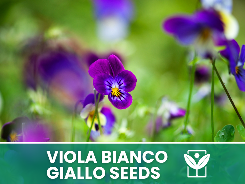 Viola Cornuta White-Yellow-Purple 30 seeds – High Germination Premium Ornamental Flower Seeds
