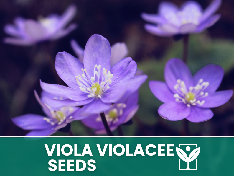 Viola Flowers 30 seeds (Violaceae) – high germination flower seeds – selected quality seeds